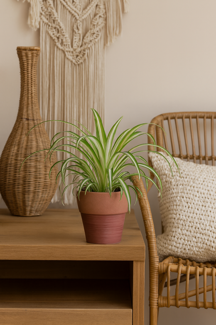 Chlorophytum - Ø12cm - ↕25cm
