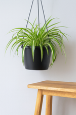 Load image into Gallery viewer, STUDENT DEAL: Frisse Focus Pack – 3 luchtzuiverende planten voor op kot
