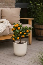 Citrus Calamondin - Ø15cm - ↕40cm
