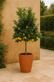 Citrus Lemon - 200cm - ø40