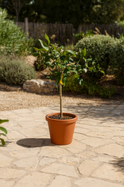 Citrus Lemon - 80 cm - Ø22cm