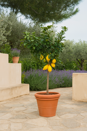 Citrus Lemon - Citroenboom - 150 cm - Ø24cm