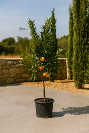 Citrus Mandarino - 200 cm - ø40