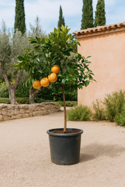 Citrus Pompelmo - 150 cm - ø40