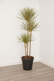 Dracaena Bicolor - 150 cm - ø24