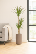 Load image into Gallery viewer, Dracaena Marginata - Ø21cm - ↕120cm
