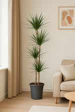 Load image into Gallery viewer, Dracaena Marginata - Ø24cm - ↕160cm
