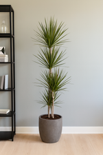 Load image into Gallery viewer, Dracaena Marginata - Ø27cm - ↕180cm
