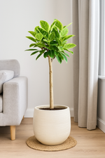Load image into Gallery viewer, Ficus Altissimo variegata - 100 cm - Ø24cm
