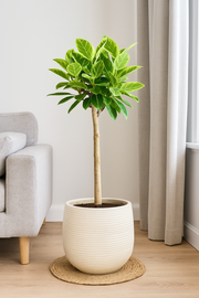 Ficus Altissimo variegata - 100 cm - Ø24cm