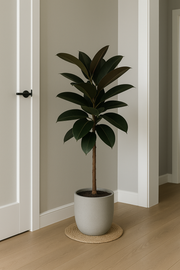 Ficus Elastica Robusta stam - 140 cm - Ø27cm