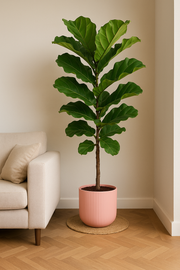 Ficus Lyrata stam inclusief elho Vibes Fold Round roze - Ø30cm - ↕150cm