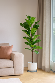 Ficus Lyrata stam inclusief elho Vibes Fold Round wit - Ø30cm - ↕150cm