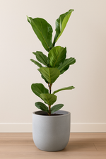 Load image into Gallery viewer, Ficus Lyrata - Ø17cm - ↕60cm
