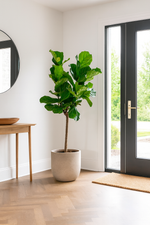 Load image into Gallery viewer, Ficus Lyrata boom - Ø30cm - ↕150cm
