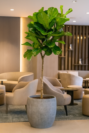 Ficus Lyrata boom XXL - Ø40cm - ↕200cm