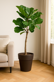 Ficus Lyrata stam inclusief elho Greenville Round bruin - 160 cm - Ø30