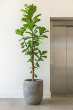 Load image into Gallery viewer, Ficus Lyrata vertakt XXL - Ø40cm - ↕220cm
