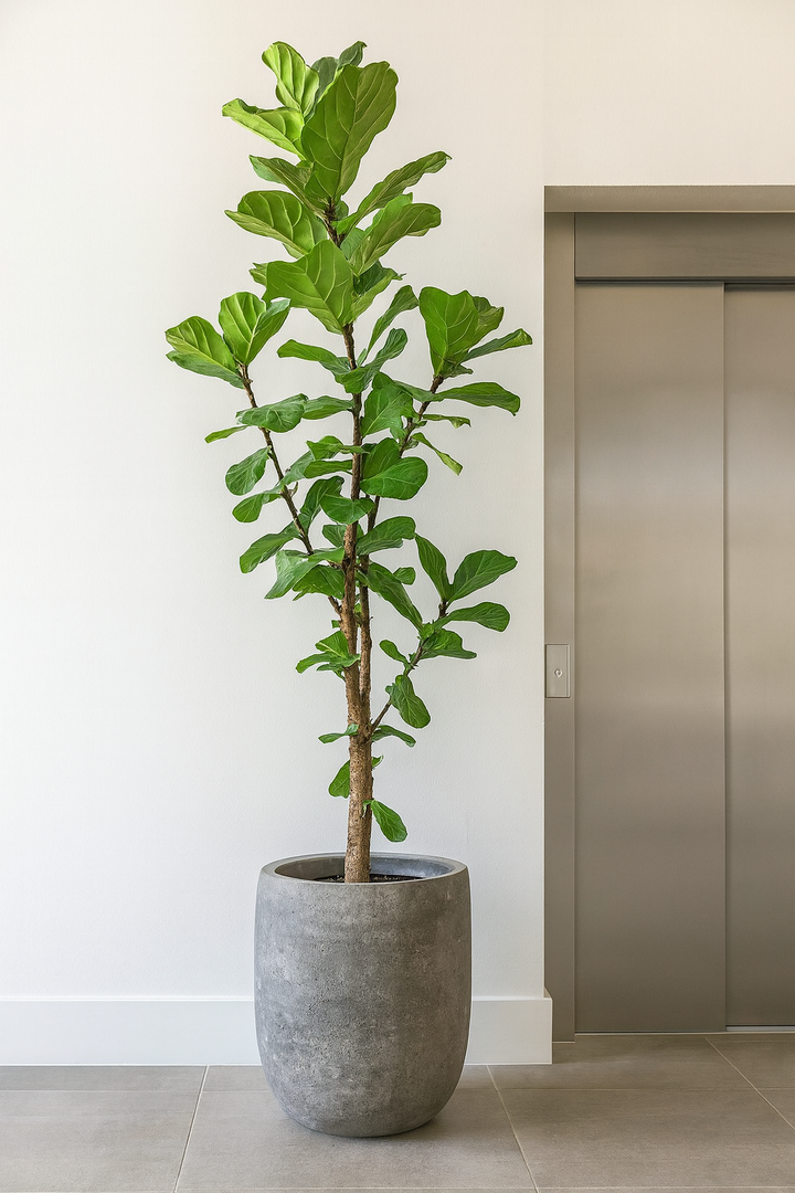 Ficus Lyrata vertakt XXL - Ø40cm - ↕220cm