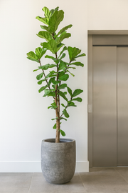 Ficus Lyrata vertakt XXL - Ø40cm - ↕220cm