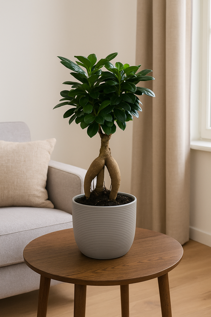 Ficus Microcarpa Ginseng - 50 cm - Ø25cm