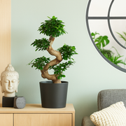 Ficus Microcarpa Ginseng - 80 cm - Ø27cm