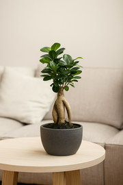 Ficus Microcarpa Ginseng - 30 cm - Ø17cm