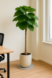 Ficus Umbellata stam - 140 cm - Ø30cm