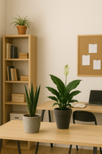 Load image into Gallery viewer, STUDENT DEAL: Frisse Focus Pack – 3 luchtzuiverende planten voor op kot
