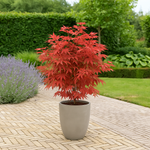 Load image into Gallery viewer, Set van 2 Japanse Esdoorn - Acer palmatum Beni Maiko - Rood
