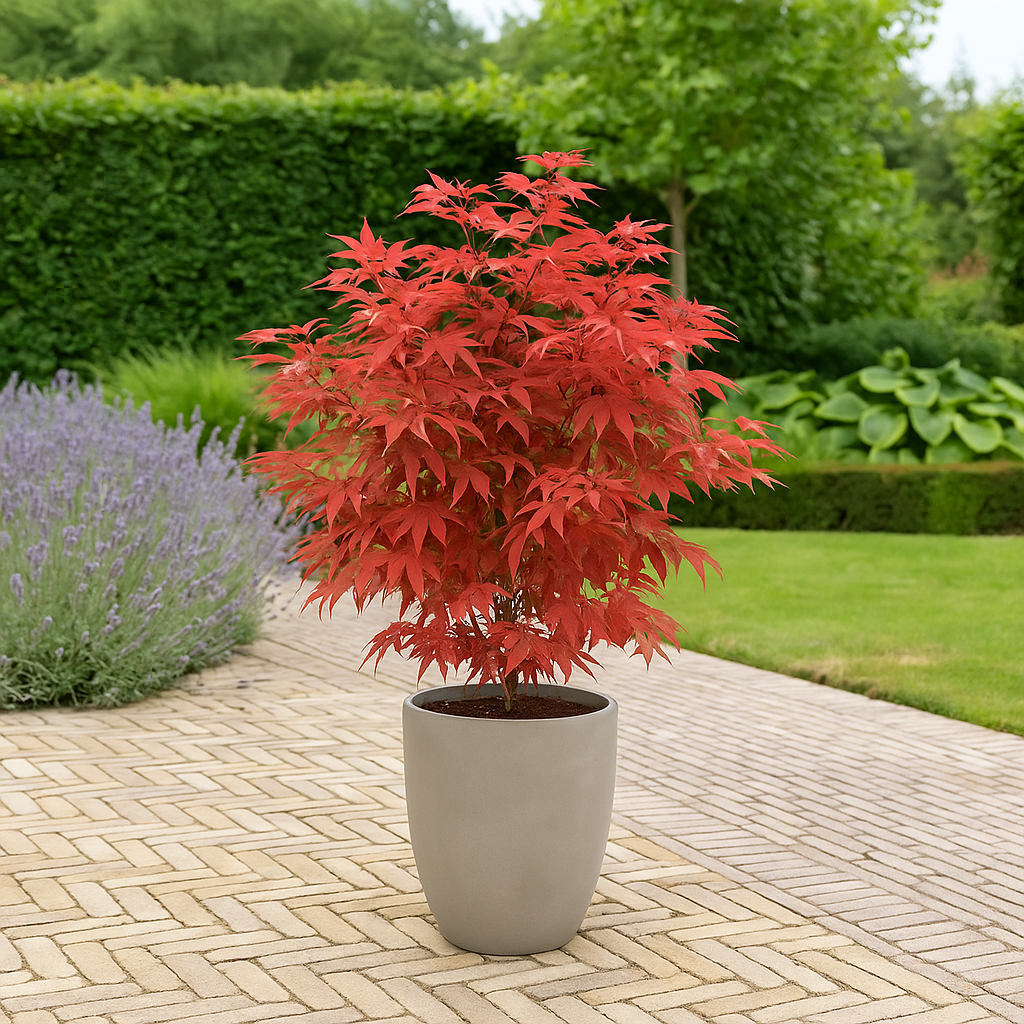 Set van 2 Japanse Esdoorn - Acer palmatum Beni Maiko - Rood