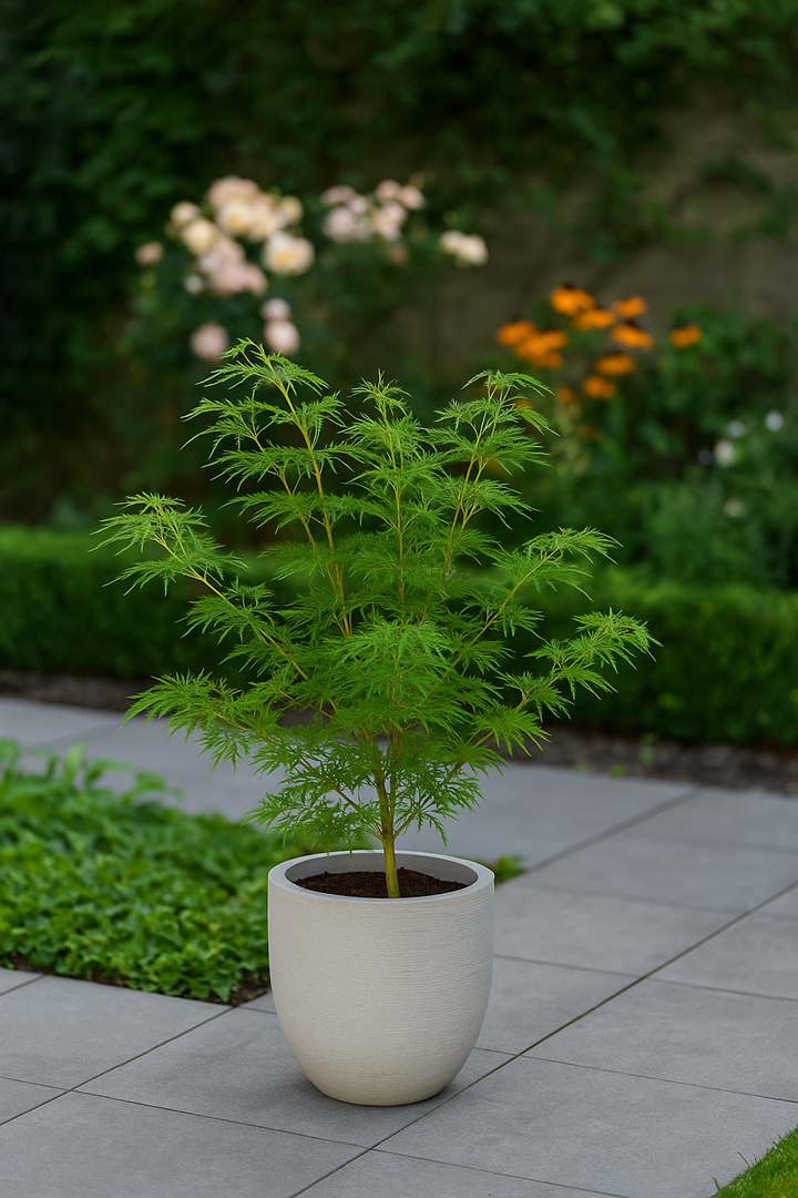 Set van 2 Japanse Esdoorn - Acer palmatum Emerald Lace - Groen