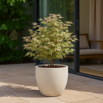 Load image into Gallery viewer, Set van 2 Japanse Esdoorn - Acer palmatum Iyoshi - Roze
