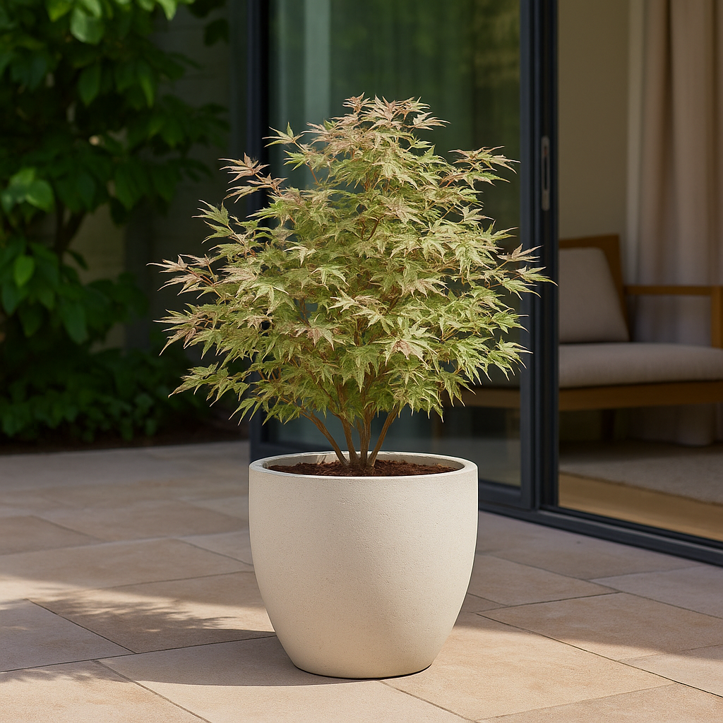 Set van 2 Japanse Esdoorn - Acer palmatum Iyoshi - Roze