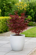 Load image into Gallery viewer, Set van 2 Japanse Esdoorn - Acer palmatum Jerre Swarts - Donker Rood
