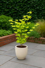 Load image into Gallery viewer, Set van 2 Japanse Esdoorn - Acer palmatum Jordan - Geel
