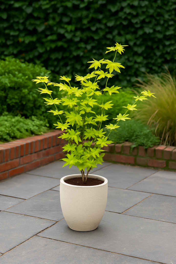 Set van 2 Japanse Esdoorn - Acer palmatum Jordan - Geel