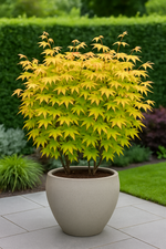 Load image into Gallery viewer, Set van 2 Japanse Esdoorn - Acer palmatum Katsura - Oranje
