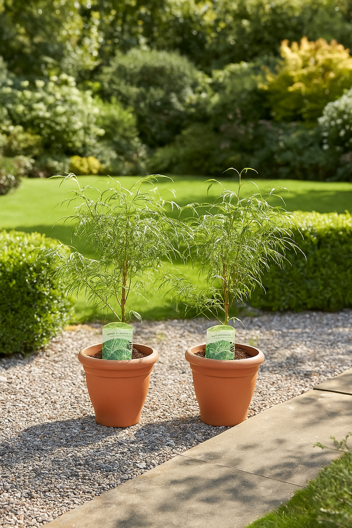 Set van 2 Japanse Esdoorn - Acer palmatum Koto-no-ito - Groen - Ø19cm