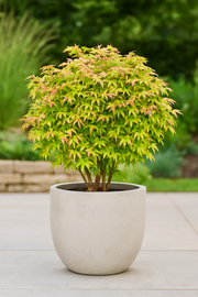 Set van 2 Japanse Esdoorn - Acer palmatum Methamorphosa - Groen