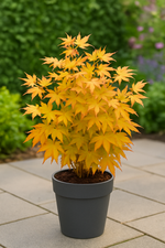 Load image into Gallery viewer, Set van 2 Japanse Esdoorn - Acer palmatum Orange Dream - Oranje
