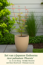 Load image into Gallery viewer, Set van 2 Japanse Esdoorn - Acer palmatum Phoenix - Roze
