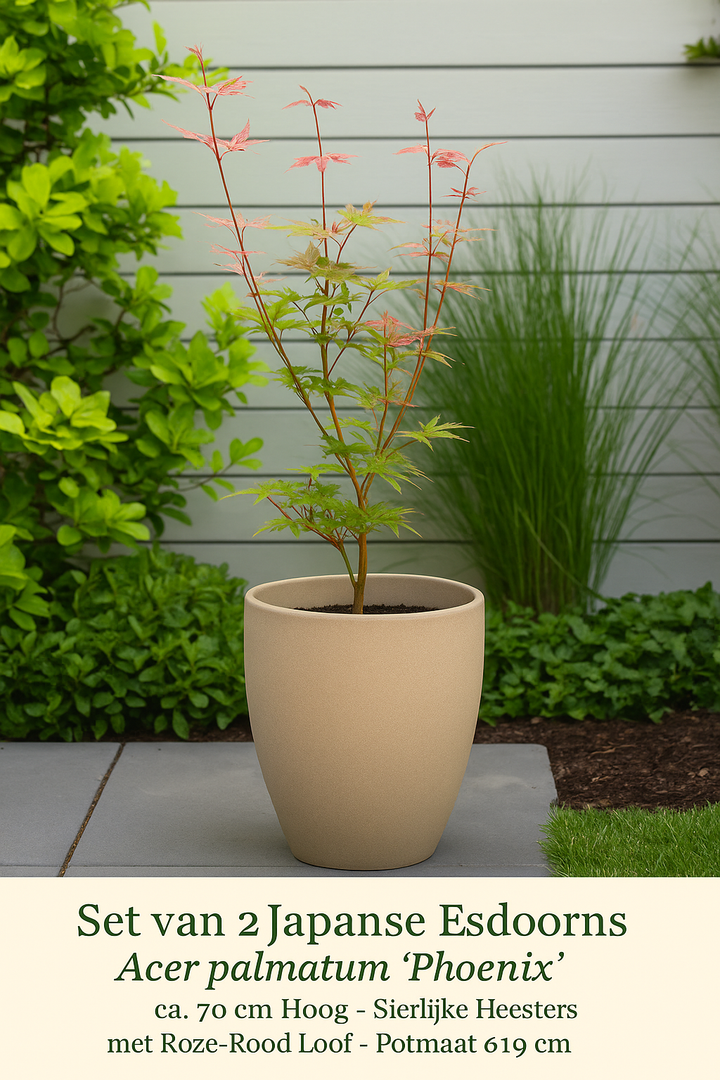 Set van 2 Japanse Esdoorn - Acer palmatum Phoenix - Roze