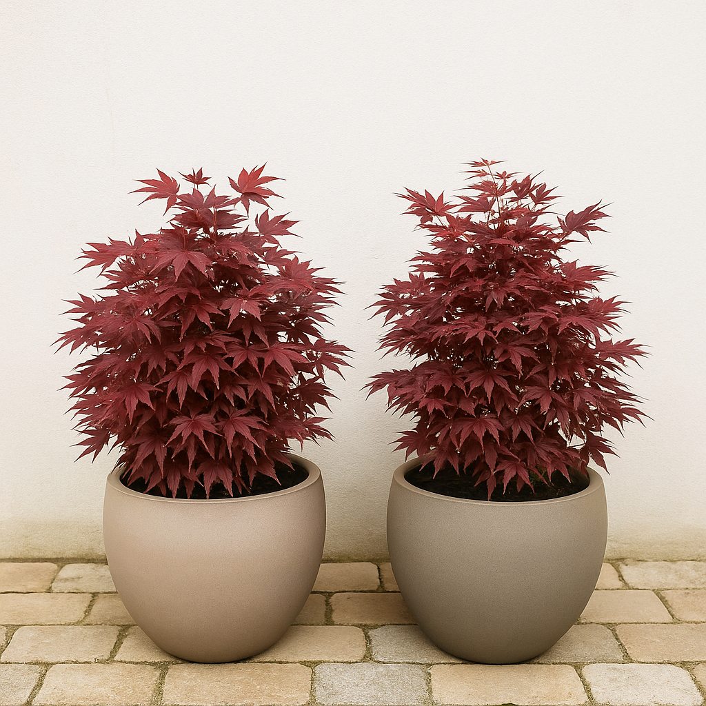 Set van 2 Japanse Esdoorn - Acer palmatum Shaina - Rood