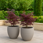 Load image into Gallery viewer, Set van 2 Japanse Esdoorn - Acer palmatum Skeetsers Broom - Paars
