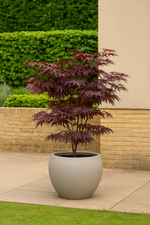 Load image into Gallery viewer, Set van 2 Japanse Esdoorn - Acer palmatum Sumi-nagashi - Rood
