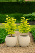 Load image into Gallery viewer, Set van 2 Japanse Esdoorn - Acer palmatum Summergold - Geel
