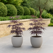 Set van 2 Japanse Esdoorn - Acer palmatum Trompenburg -Donker Paars
