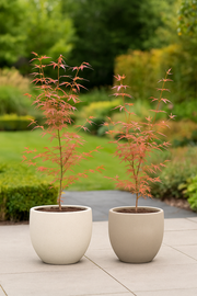 Set van 2 Japanse Esdoorns – Acer palmatum 'Pink Dwarf'