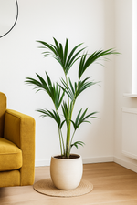 Load image into Gallery viewer, Kentia Palm - 130 cm - Ø21cm
